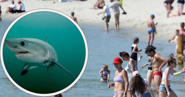 Jakie rekiny żyją w Bałtyku? Poznaj niezwykłe gatunki i ich tajemnice